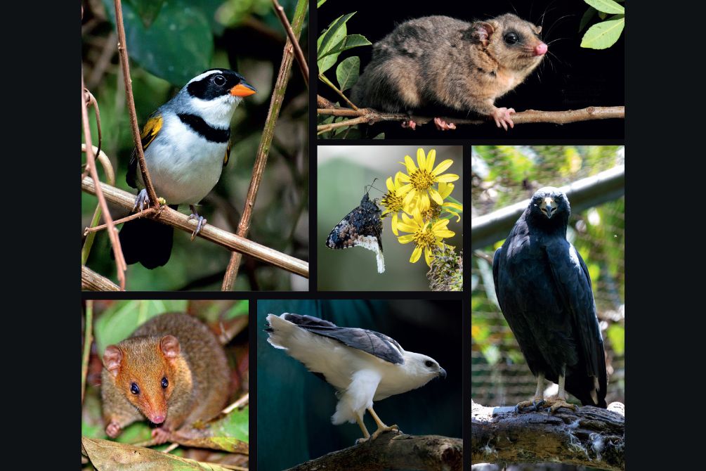 Exclusivo: conheça as 22 novas espécies na fauna da cidade