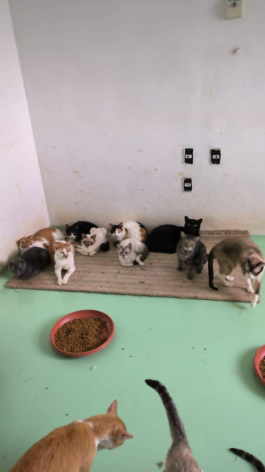 Polícia encontra mais de 70 animais em situação de vulnerabilidade em clínica veterinária