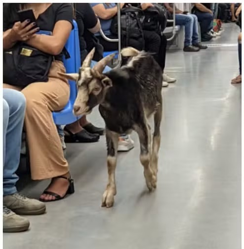 Bode é encontrado em trem da Linha 7-Rubi da CPTM