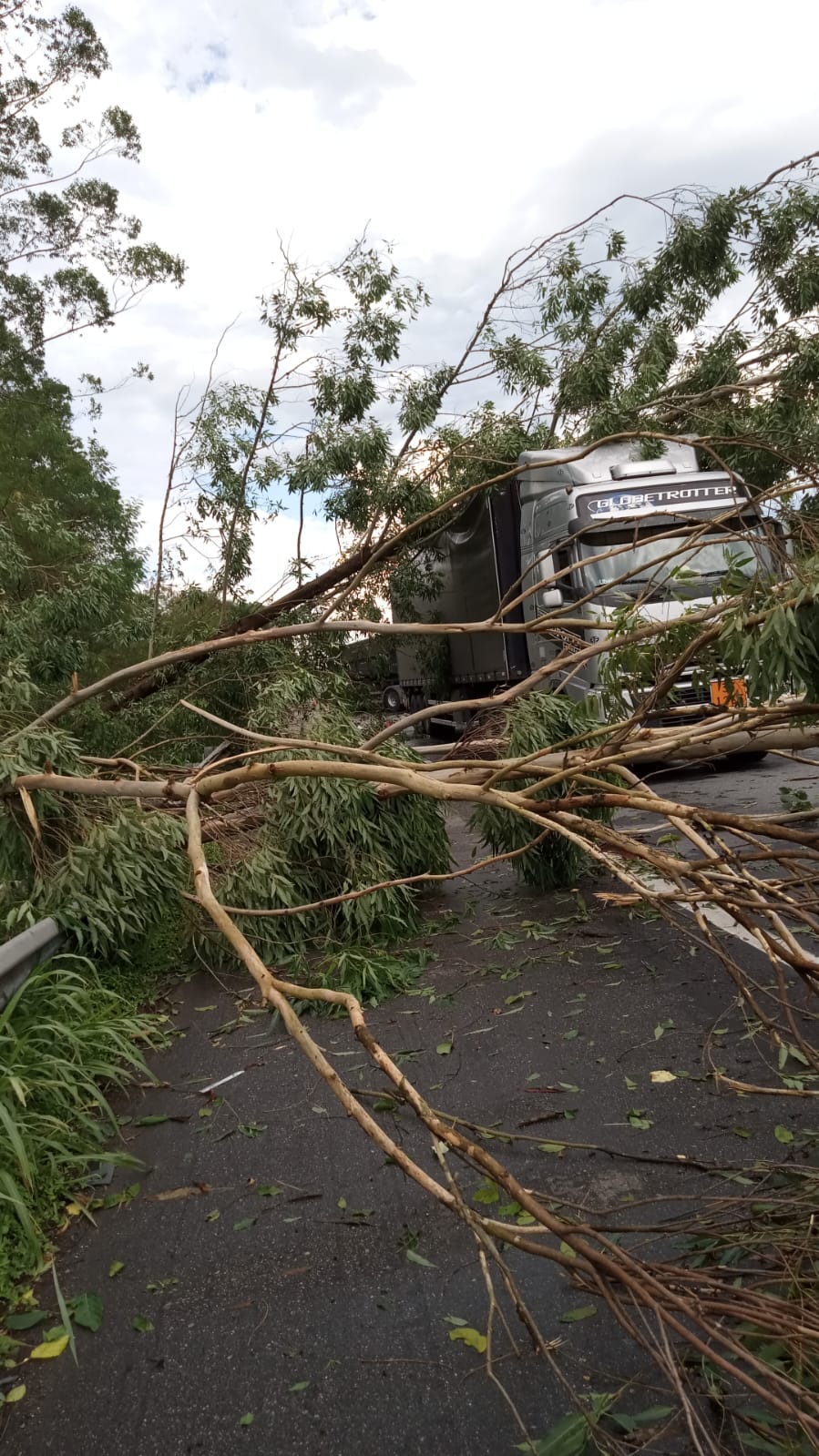 Motociclista morre após ser atingido em queda de árvore na Régis
