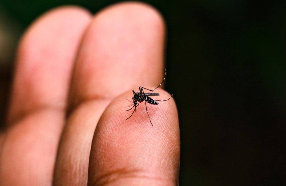 Mortes por dengue somam 105 na cidade de SP e 465 em todo o estado