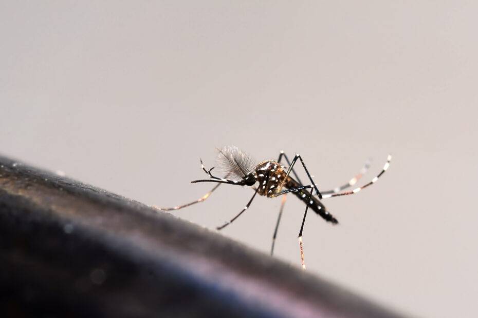 Risco de dengue no Carnaval: pode usar protetor e repelente juntos?