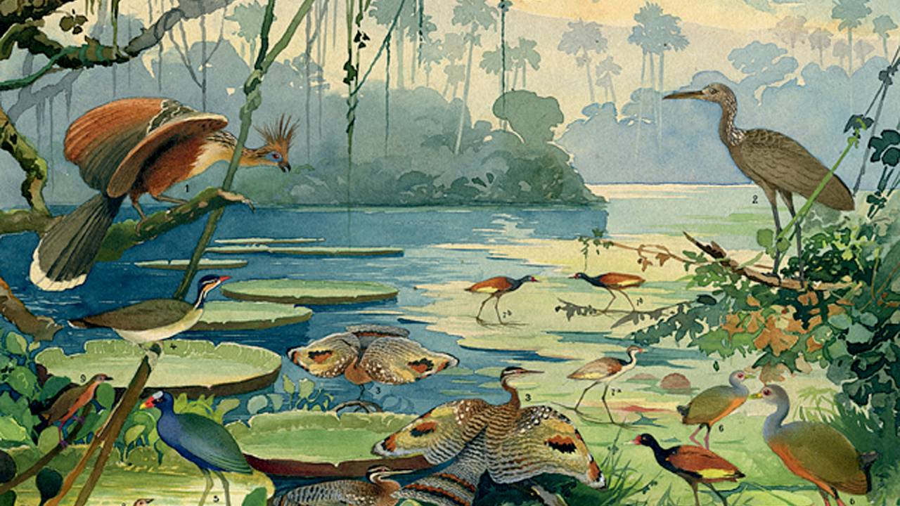 Características e variedades ornitológicas: aves amazônicas retratadas em litogravuras de Ernest Lohse a partir de pesquisas de Emílio Goeldi