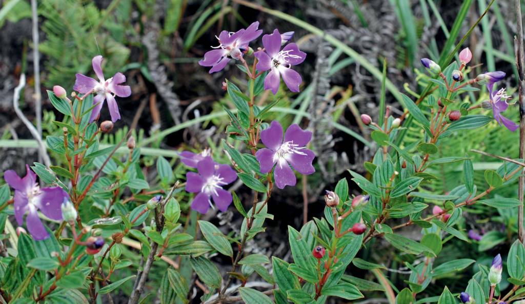 pleroma curucutuense nova espécie sp pleroma-curucutuense-nova-espécie-sp