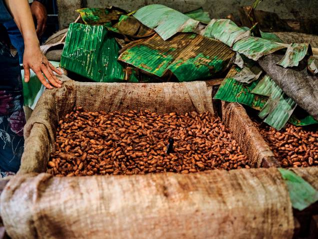 Controle da fermentação das castanhas: acompanhado por fabricantes como Arcelia Gallardo Controle da fermentação das castanhas: acompanhado por fabricantes como Arcelia Gallardo