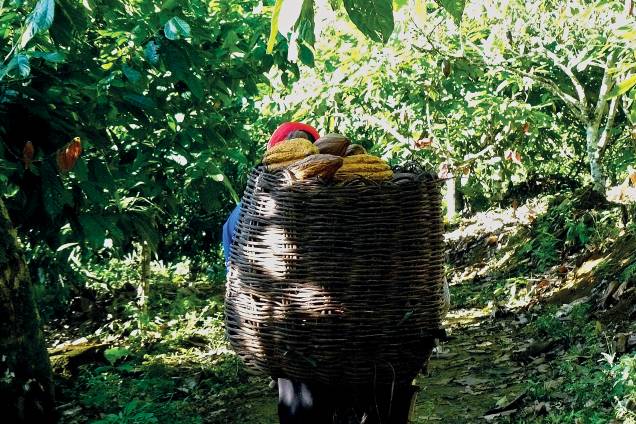 Transporte dos frutos: em cesto de cipó, o caçuá Transporte dos frutos: em cesto de cipó, o caçuá
