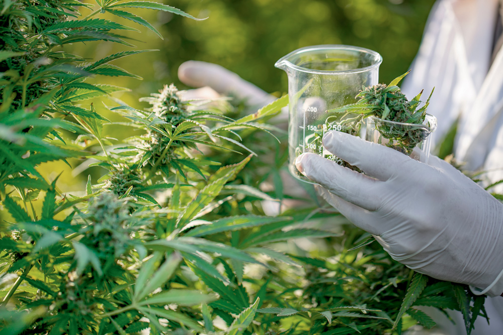 Especialista defende uso de cannabis medicinal no tratamento de ansiedade