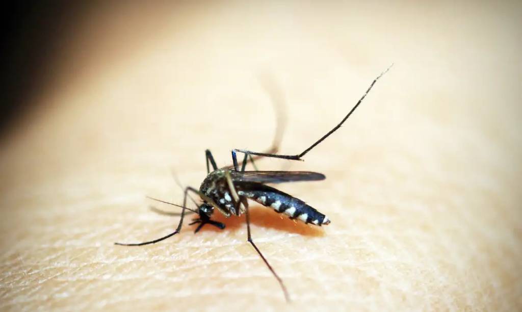 Anvisa aprova nova vacina da dengue desenvolvida pelo Instituto Butantan