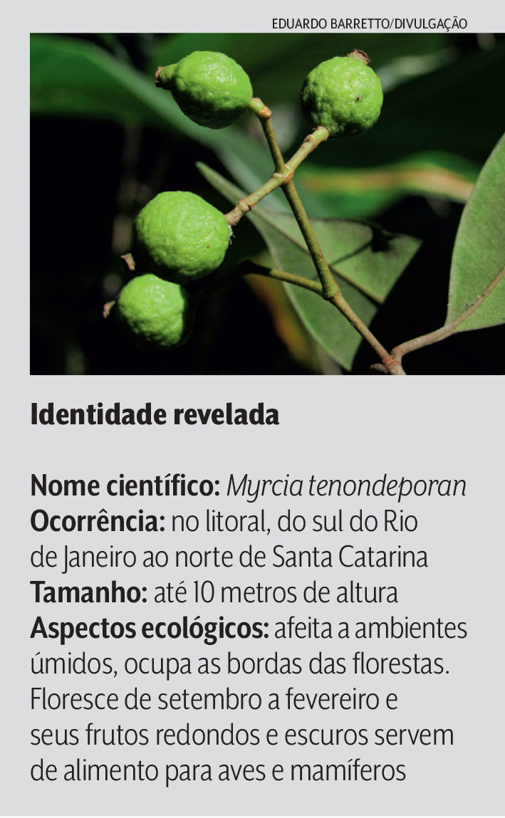 nova espécie árvore sp myrcia tenondeporan myrcia-tenondeporan-nova-espécie-árvore-sp