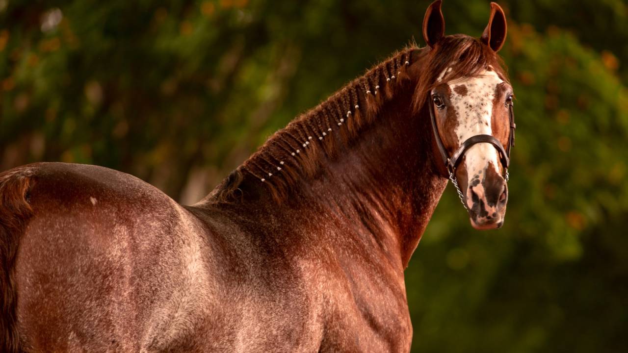 Foto de cavalo de pelos marrons