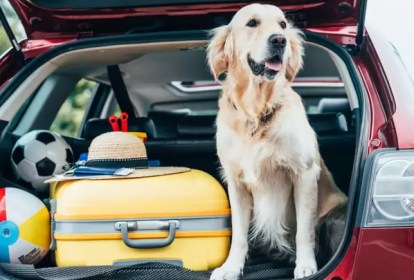 cachorro-transporte-pets