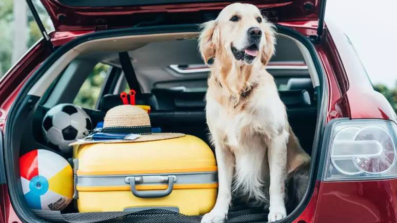 Dicas para transportar animais de estimação em viagens