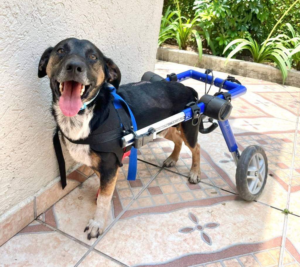 Shopping Frei Caneca tem evento para adoção de pets com deficiência