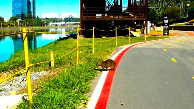 nova-ciclovia-rio-pinheiros