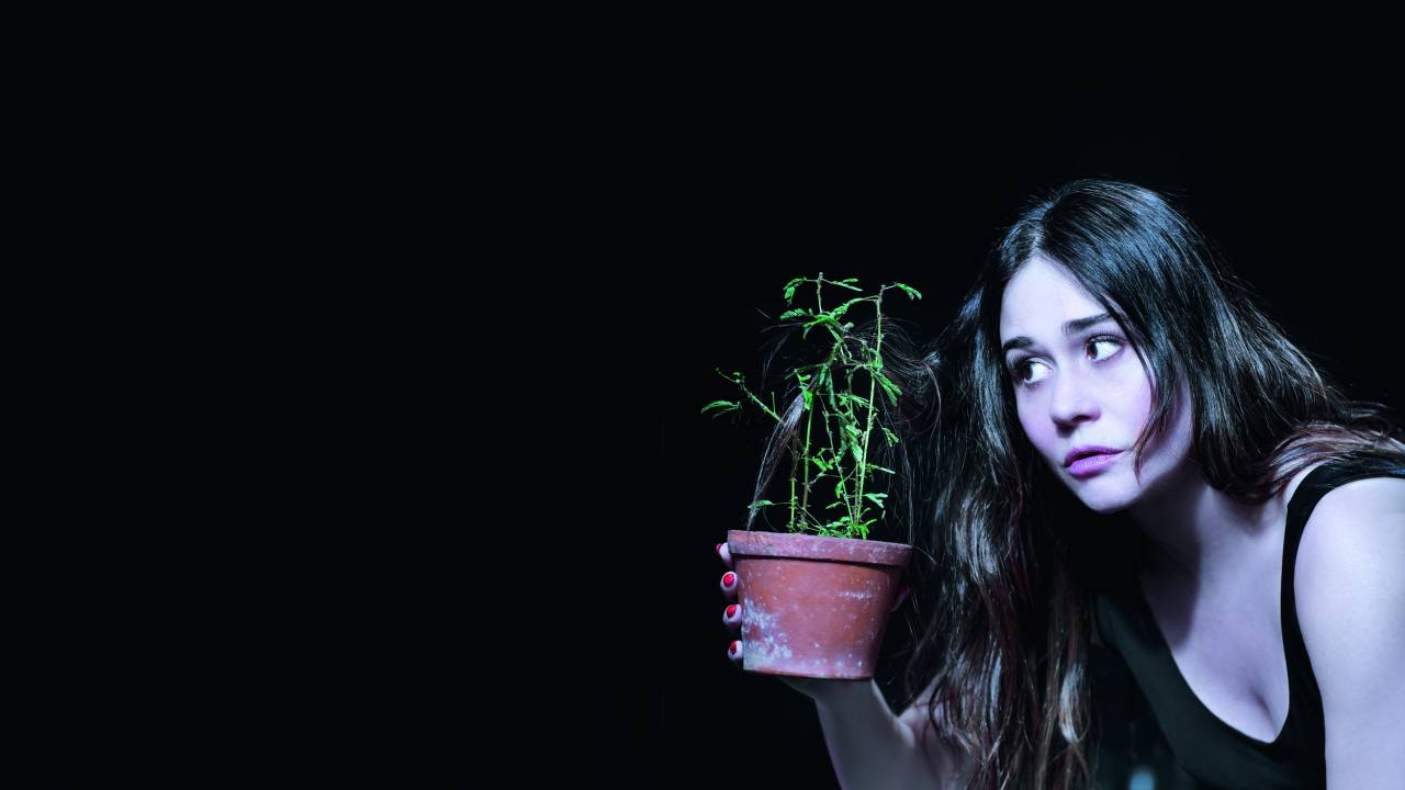a-arvore-alessandra-negrini