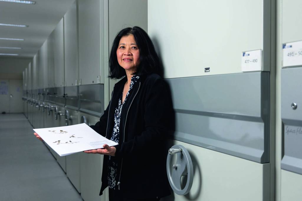 Pesquisadores identificam duas plantas consideradas extintas em SP