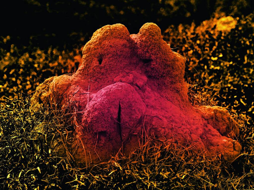 Exposição na Funarte revela os sons inaudíveis das abelhas