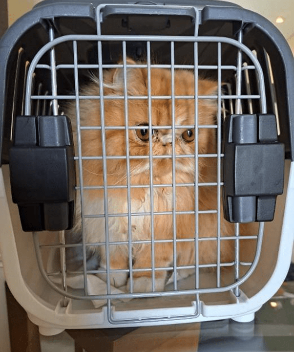 Transporte de pets no metrô de SP tem regras