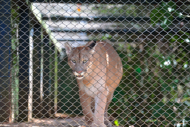 Onça-parda Marsha, resgatada de um canavial. abrigada no Centro de Reabilitação de Animais Silvestres de SP