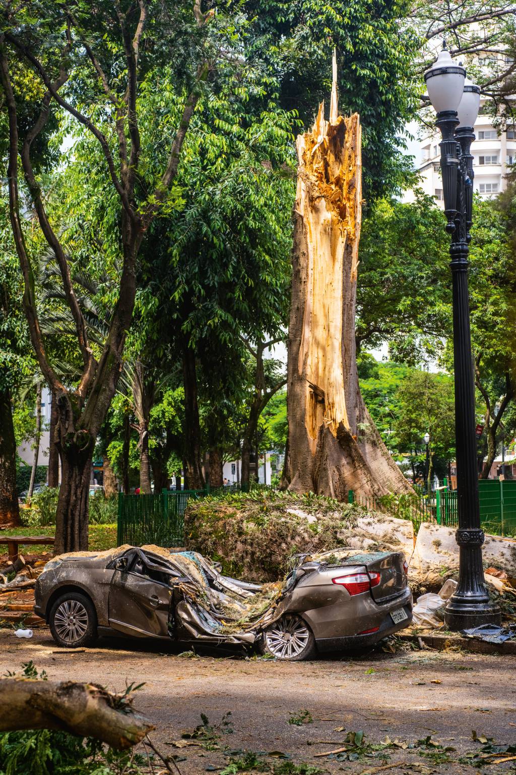 Queda do chichá do Arouche alerta sobre preservação de árvores centenárias em São Paulo