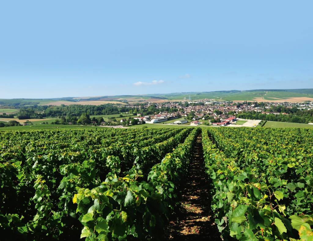 Mineralidade nos vinhos: mito ou verdade?