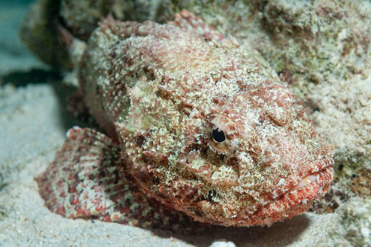 Conheça quatro espécies brasileiras de peixes peçonhentos