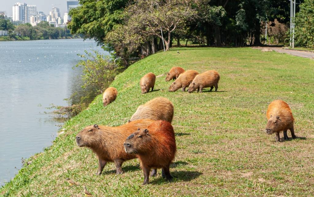 Popularidade das capivaras pode auxiliar a preservação da espécie, afirmam especialistas
