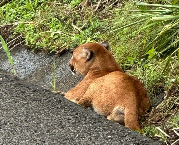 Onça parda ferida em atropelamento é resgatada por Polícia Rodoviária