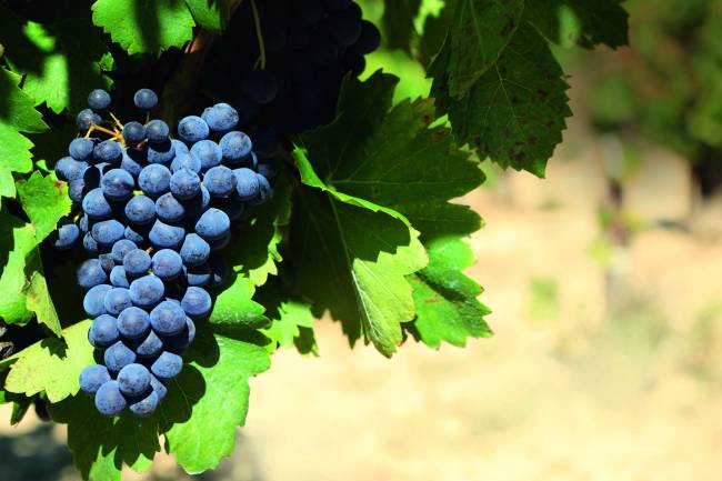 Malbec Day: a mesma uva e novas histórias para contar