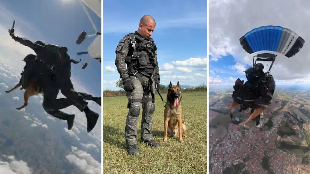 Conheça Coyote, primeiro cachorro paraquedista da PM no Brasil