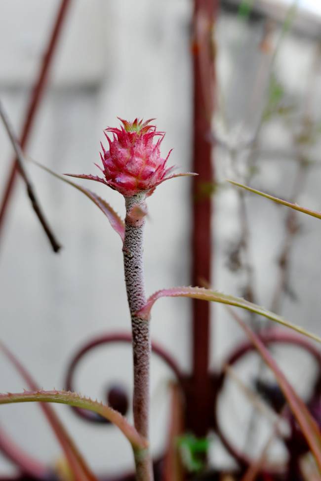 Bromelia_Abacaxi Bromélia-abacaxi