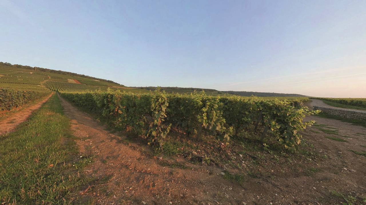 Vinhos tintos - Domaine de la romanée-Conti
