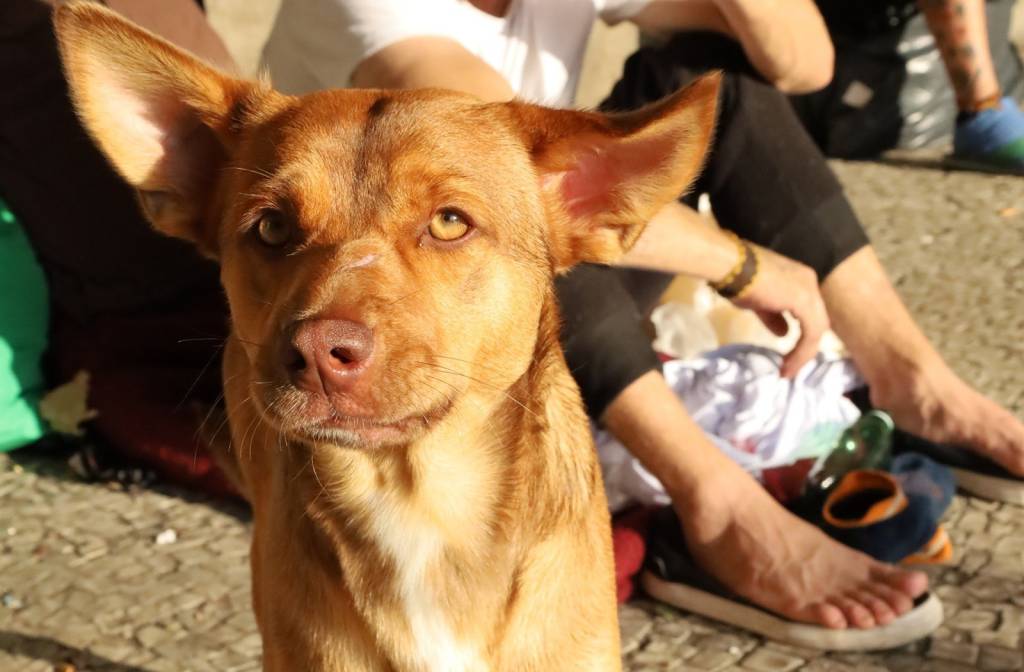 Campanha do Agasalho Pet arrecada roupas e cobertores para animais de rua