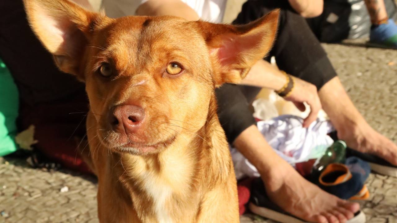 Cães em situação de rua receberão agasalhos no frio