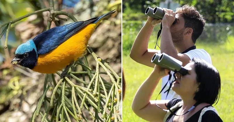 Roteiro de observação de pássaros reúne opções de passeios em SP