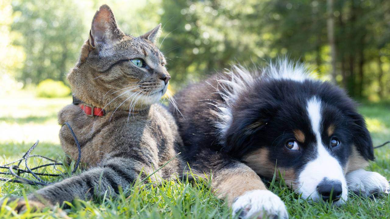lei-proibe-manter-animais-acorrentados