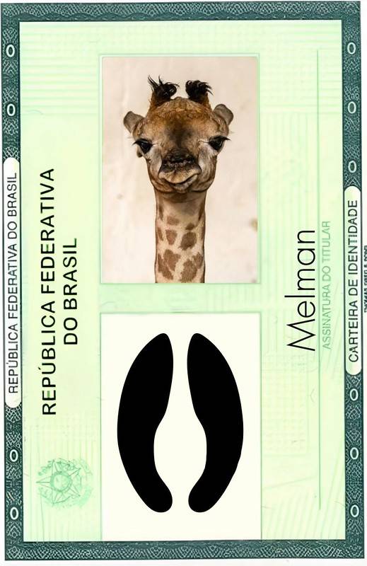 Girafa nascida no Zoológico de São Paulo ganha nome após votação