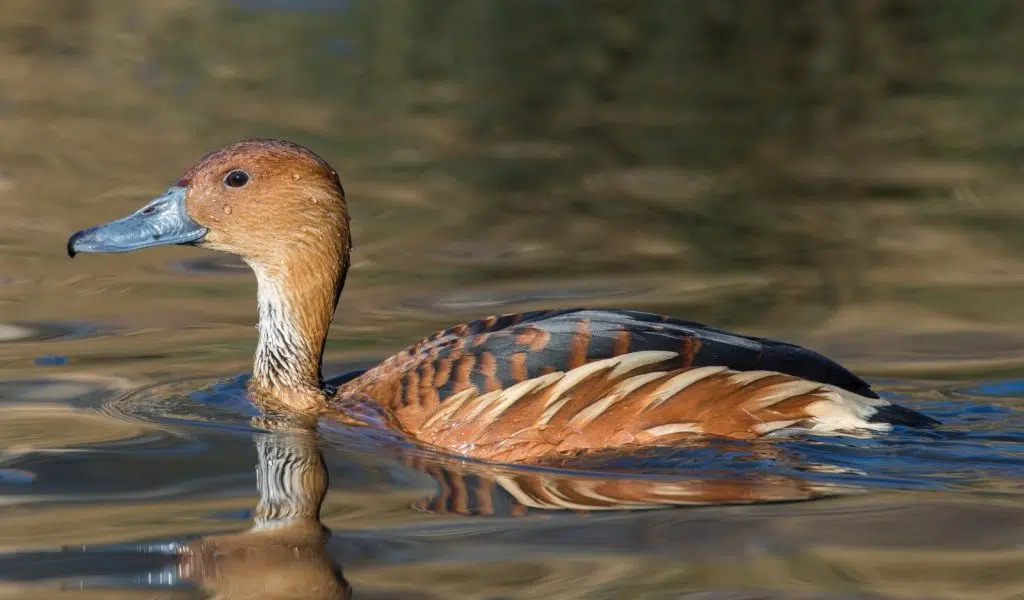 SP registra primeiro caso de gripe aviária em Diadema
