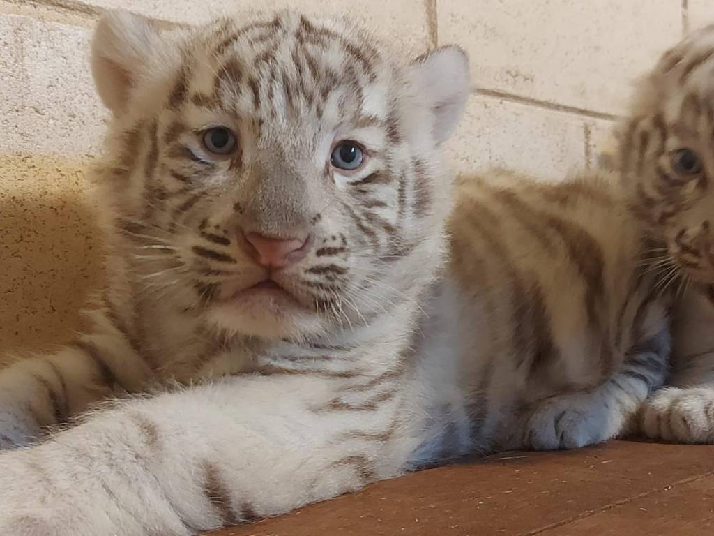 Três tigres brancos raros nascem em parque da Grande SP