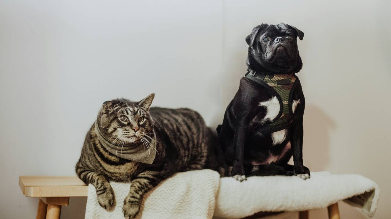 pesquisa-revela-nomes-e-raças-dos-pets