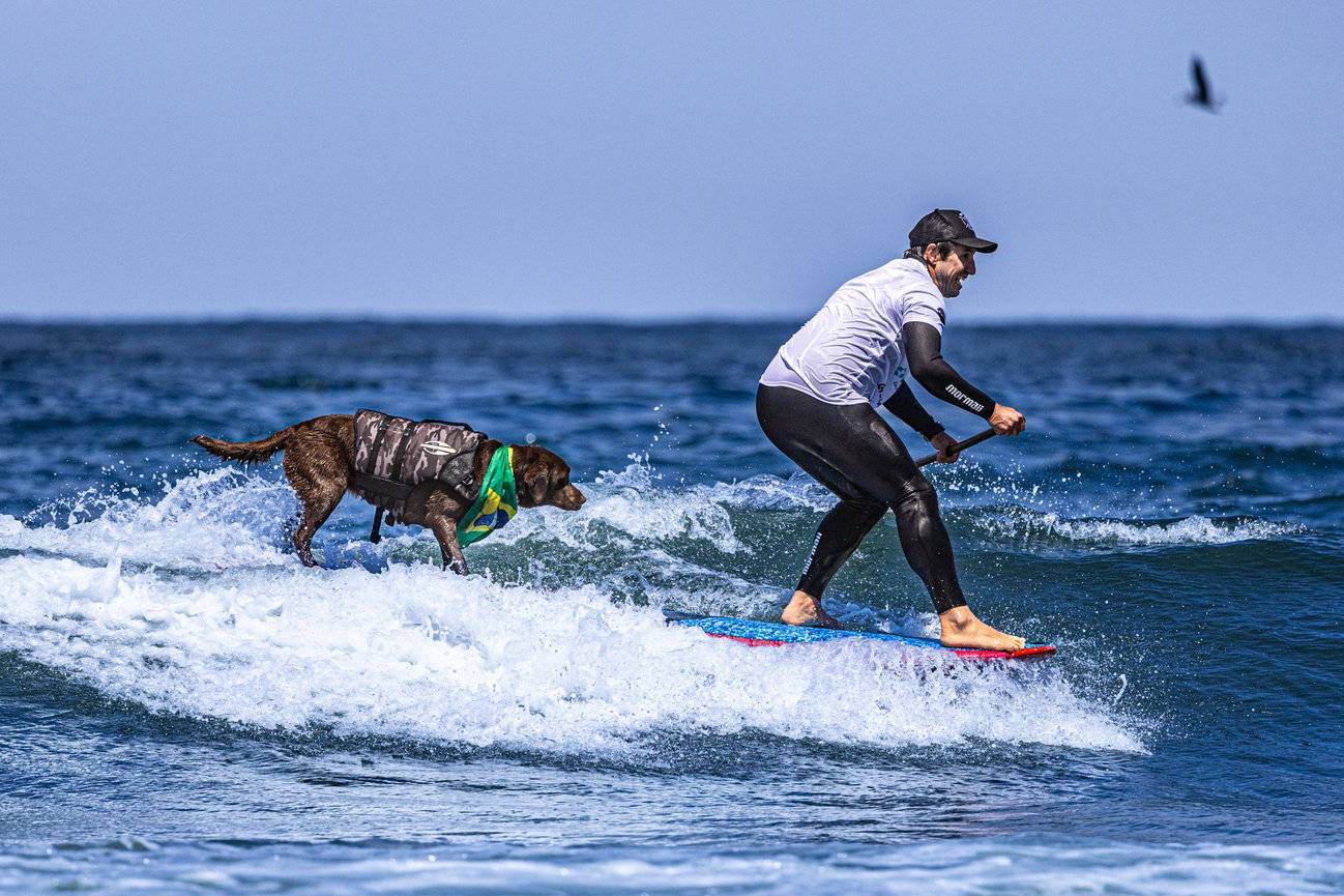 Brasileiros vencem o Campeonato Mundial de Surfe para Cães