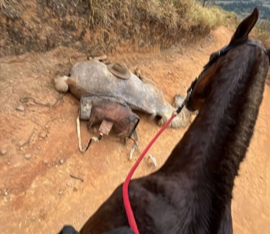 O que se sabe sobre o caso do cavalo com patas mutiladas que revoltou Ana Castela
