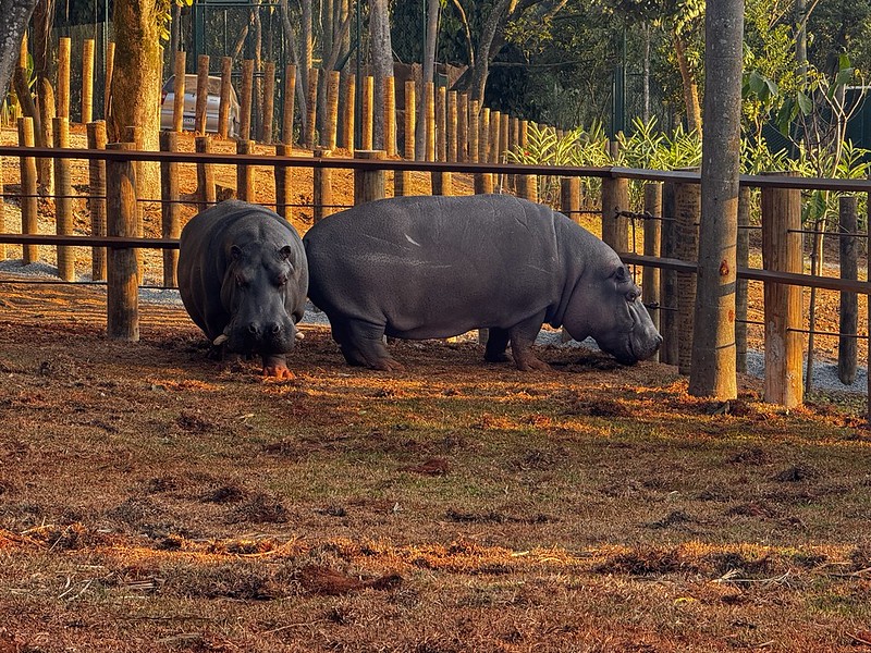 Casal de hipopótamos e luta de leões: como vivem os animais do Simba Safari?