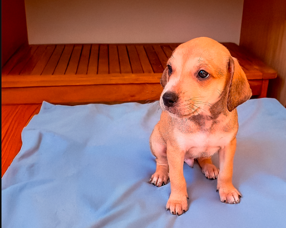 Dia Mundial do Cachorro: hotel oferece yoga e adoção de pets em São Paulo