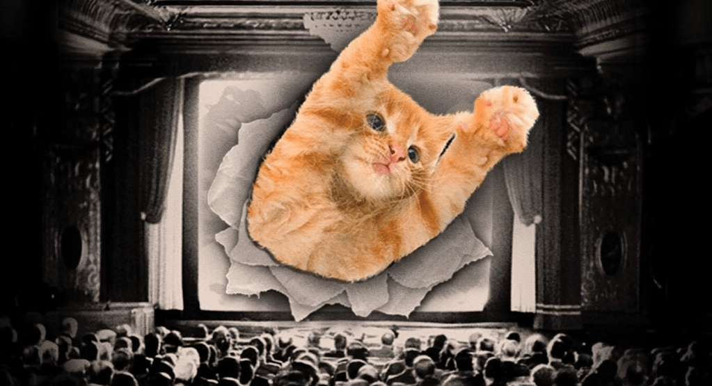 SP recebe 1º GatoFest, festival com vídeos de gatos, DJs e cinema