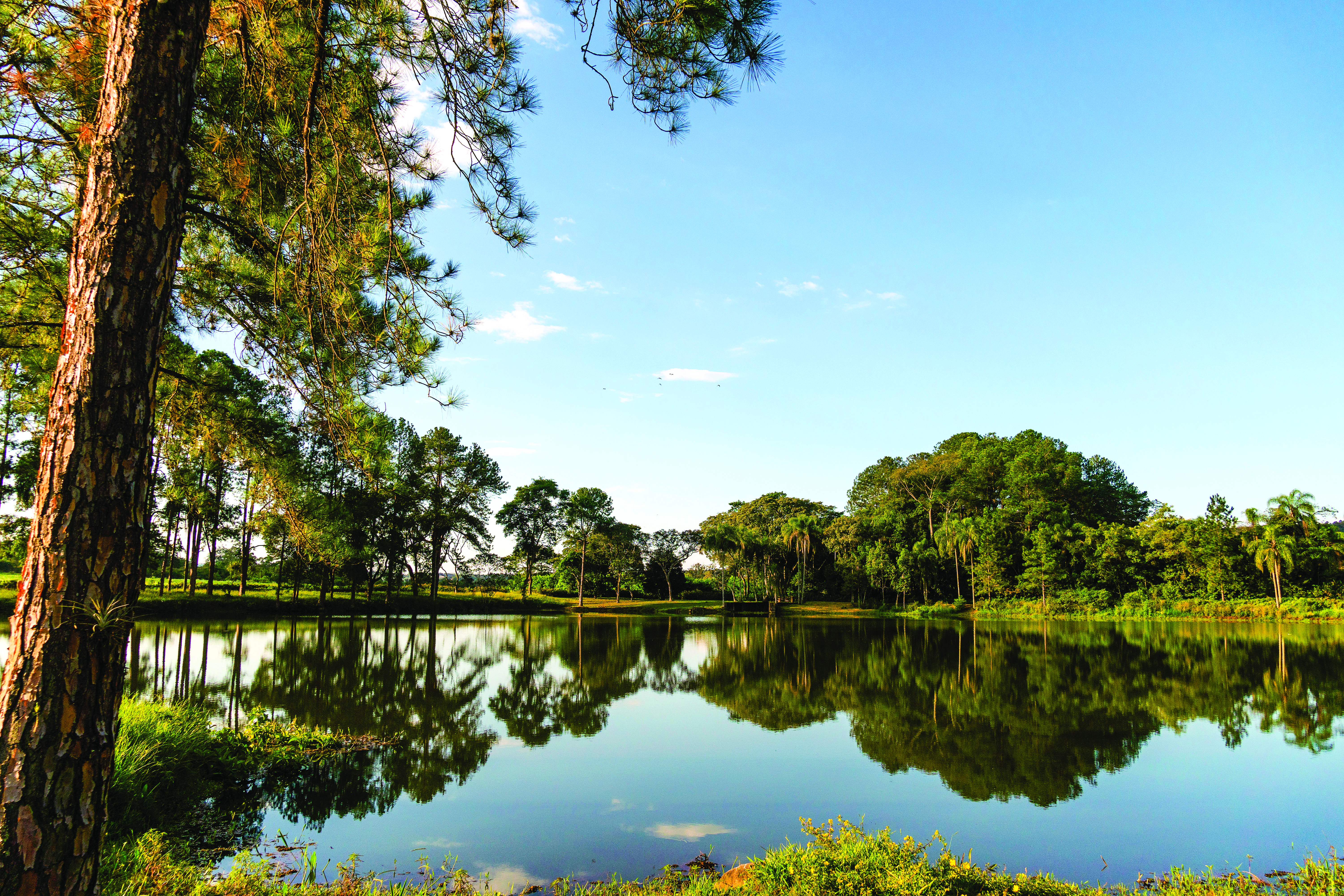 Lago com &aacute;rvores ao redor
