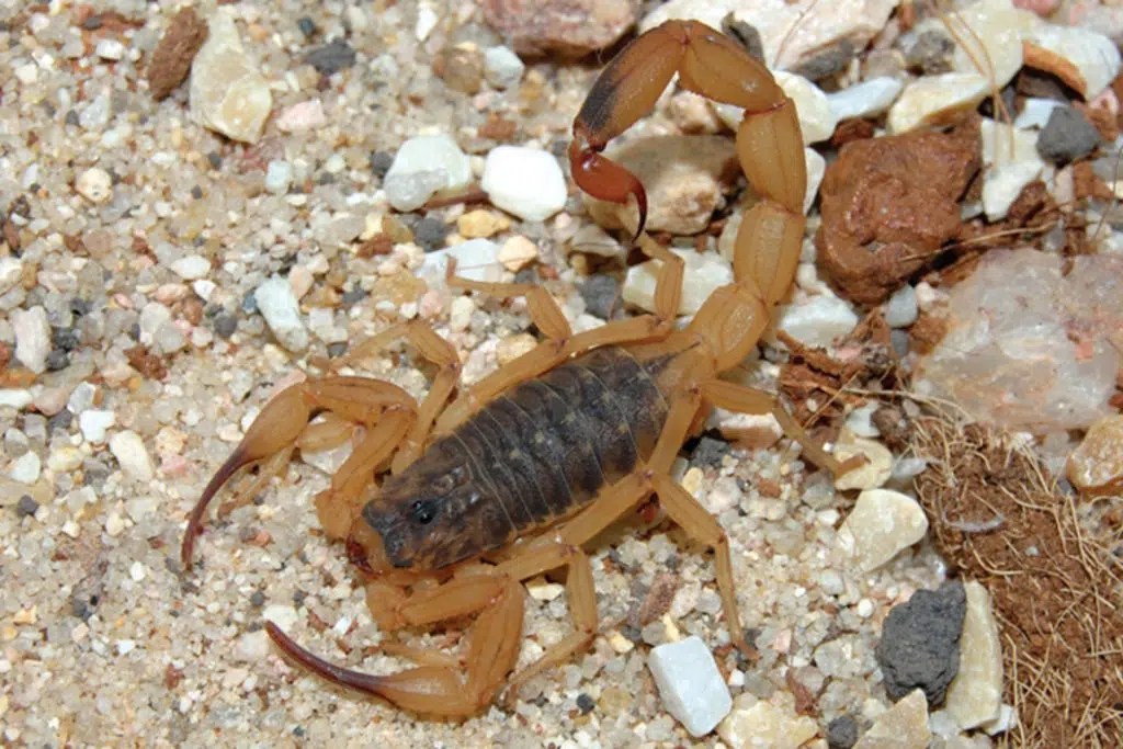 Verão: calor eleva risco de aparecimento de escorpiões