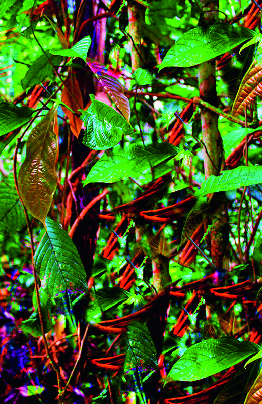 itens-marcas-amazonidas