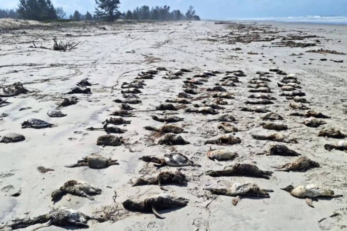 Encalhe em massa: litoral de SP registra morte de mais de 800 pinguins