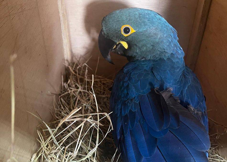 Ave de espécie rara nascida em SP será solta no interior da Bahia